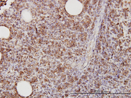 Anti Human CD58 Antibody, clone 2D11-B10 gallery image 1
