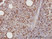 Anti Human CD58 Antibody, clone 2D11-B10 thumbnail image 1