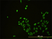 Anti Human CD58 Antibody, clone 2D11-B10 thumbnail image 3