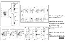 Anti Human CD58 Antibody, clone MEM-63 gallery image 2