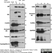 Anti Human CD59 Antibody, clone MEM-43 thumbnail image 1