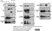 Anti Human CD59 Antibody, clone MEM-43 thumbnail image 2