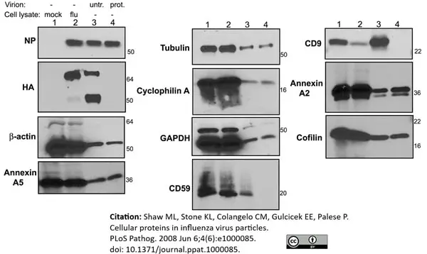 Anti Human CD59 Antibody, clone MEM-43 gallery image 2