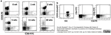 Anti Human CD59 Antibody, clone MEM-43 gallery image 3