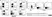 Anti Human CD59 Antibody, clone MEM-43 thumbnail image 3