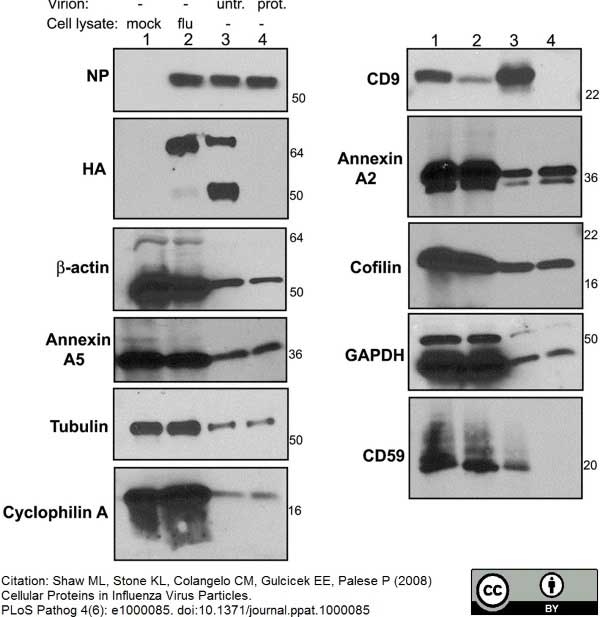 Anti Human CD59 Antibody, clone MEM-43 gallery image 2