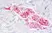 Anti Human CD59 Antibody, clone MEM-43 thumbnail image 4