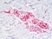 Anti Human CD59 Antibody, clone MEM-43 thumbnail image 4
