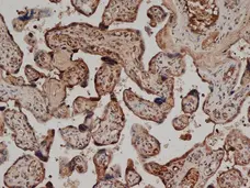 Anti Human CD59 Antibody, clone YTH53.1 gallery image 1
