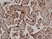 Anti Human CD59 Antibody, clone YTH53.1 thumbnail image 2