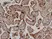 Anti Human CD59 Antibody, clone YTH53.1 thumbnail image 1