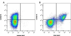 Anti Human CD61 Antibody, clone Y2/51 gallery image 2