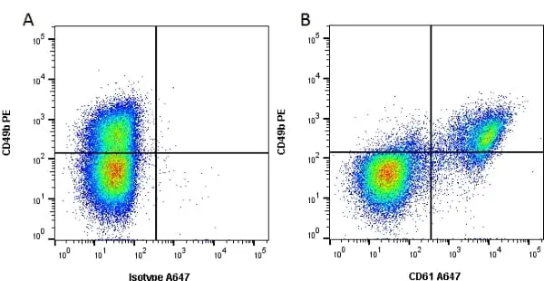 Anti Human CD61 Antibody, clone Y2/51 gallery image 2