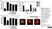 Anti Human CD61 Antibody, clone Y2/51 thumbnail image 3