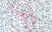 Anti Human CD61 Antibody, clone Y2/51 thumbnail image 4