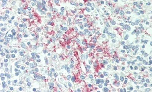 Anti Human CD61 Antibody, clone Y2/51 gallery image 4