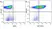 Anti Human CD61 Antibody, clone Y2/51 thumbnail image 6