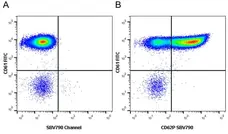 Anti Human CD61 Antibody, clone Y2/51 gallery image 7