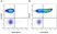 Anti Human CD61 Antibody, clone Y2/51 thumbnail image 7