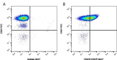 Anti Human CD62E/CD62P Antibody, clone 1.2B6 gallery image 1