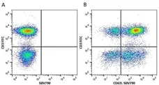 Anti Human CD62L Antibody, clone FMC46 gallery image 12