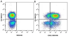 Anti Human CD62L Antibody, clone FMC46 gallery image 14