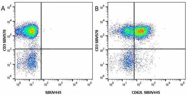 Anti Human CD62L Antibody, clone FMC46 gallery image 17