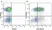 Anti Human CD62L Antibody, clone FMC46 thumbnail image 20