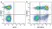 Anti Human CD62L Antibody, clone FMC46 thumbnail image 28