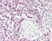 Anti Human CD62L Antibody, clone FMC46 thumbnail image 2