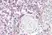 Anti Human CD62L Antibody, clone FMC46 thumbnail image 3