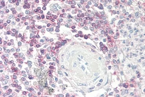 Anti Human CD62L Antibody, clone FMC46 | Bio-Rad