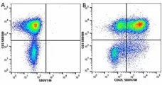Anti Human CD62L Antibody, clone FMC46 gallery image 35