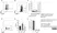 Anti Human CD62L Antibody, clone FMC46 thumbnail image 38