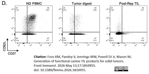 Anti Human CD62L Antibody, clone FMC46 gallery image 39