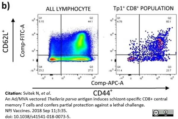 Anti Human CD62L Antibody, clone FMC46 gallery image 5