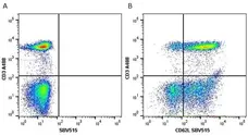 Anti Human CD62L Antibody, clone FMC46 gallery image 7