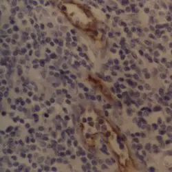 Anti Human CD62P Antibody, clone AK-6 gallery image 3