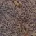 Anti Human CD62P Antibody, clone AK-6 thumbnail image 3