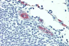 Anti Human CD62P Antibody, clone AK-6 gallery image 4
