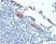 Anti Human CD62P Antibody, clone AK-6 thumbnail image 3