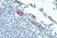 Anti Human CD62P Antibody, clone AK-6 thumbnail image 4