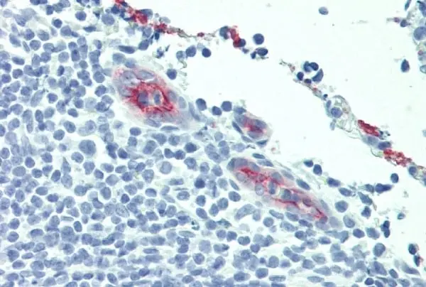 Anti Human CD62P Antibody, clone AK-6 gallery image 4