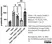 Anti Human CD62P Antibody, clone AK-6 thumbnail image 6