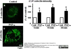 Anti Human CD62P Antibody, clone Psel.KO.2.7 gallery image 5