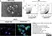 Anti Human CD63 Antibody, clone MEM-259 thumbnail image 18