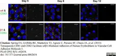 Anti Human CD63 Antibody, clone MEM-259 gallery image 3