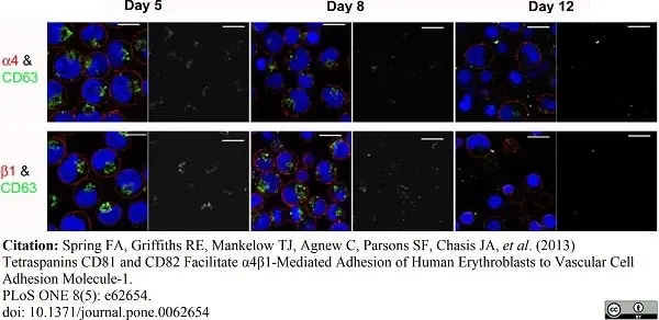 Anti Human CD63 Antibody, clone MEM-259 gallery image 3