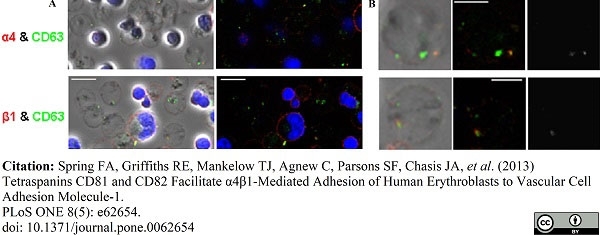 Anti Human CD63 Antibody, clone MEM-259 gallery image 4