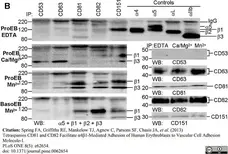 Anti Human CD63 Antibody, clone MEM-259 gallery image 5